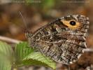 Hipparchia semele