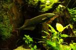 Gnathonemus petersii - Peters' Elephantnose Fish