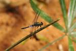 Cratilla metallica