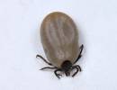 Ixodes ricinus - klíště obecné