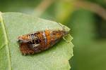 Olethreutes arcuella - obaleč zdobený