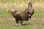 Haliaeetus albicilla - orel mořský