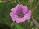 Geranium divaricatum - kakost rozkladitý