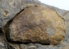 Aristocystites bohemicus