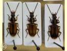 Polistichus connexus