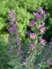 Echium vulgare - hadinec obecný