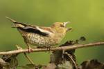 Coccothraustes coccothraustes coccothraustes - dlask tlustozobý evropský