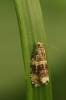 Syricoris lacunana - obaleč jahodníkový