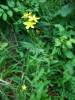 Hypericum montanum - třezalka horská