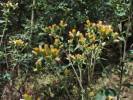 Inula conyzae - oman hnidák