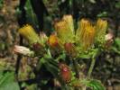 Inula conyzae - oman hnidák