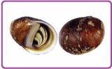 Neritina squamaepicta