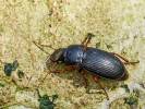Harpalus luteicornis
