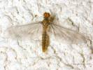 Baetis scambus