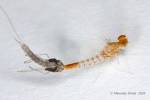 Baetis scambus