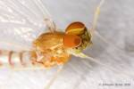 Baetis scambus