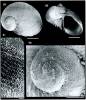 Macromphalina harryleei