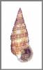 Cerithium alutaceum