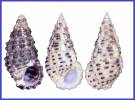 Clypeomorus bifasciatus
