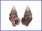 Clypeomorus pellucida