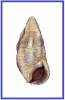 Clypeomorus irrorata