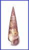 Rhinoclavis pilsbryi