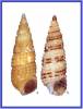 Bittium glareosum