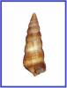 Bittium batillarium