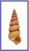 Cerithidium fuscum
