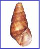 Fissilabia decollata