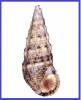 Batillaria flectosiphonata