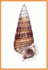 Cerithidea cingulata