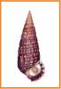 Cerithidea djadjariensis