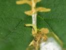 Cosmopterix zieglerella - Hedge Cosmet