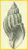 Cancellaria crawfordiana