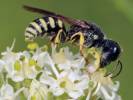 Lestica clypeata