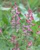 Fumaria officinalis - zemědým lékařský