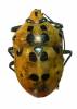 Augocoris gomesii