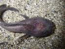 Raniceps raninus