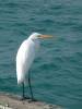 Ardea alba modesta - volavka bílá jihoasijská