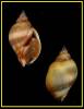 Pseudoliva sepimentum