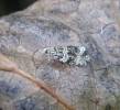 Syricoris lacunana - obaleč jahodníkový