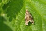 Syricoris lacunana - obaleč jahodníkový