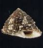 Clanculus guineensis