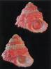 Bolma jacquelineae