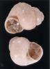 Obtusella intersecta