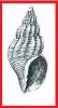 Buccinum kadiakense