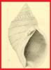 Buccinum chishimanum