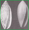 Pterygia crenulata - čepicovka zoubkovaná