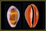Zonaria angolensis